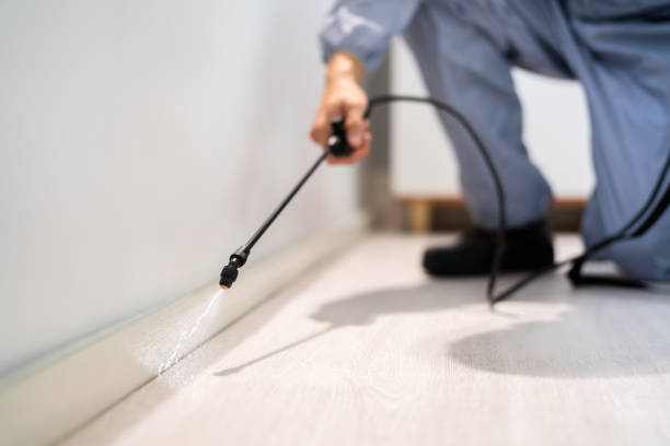 Licensed Wasp Removal service in Sandoval, IL - Show Me Pest Control